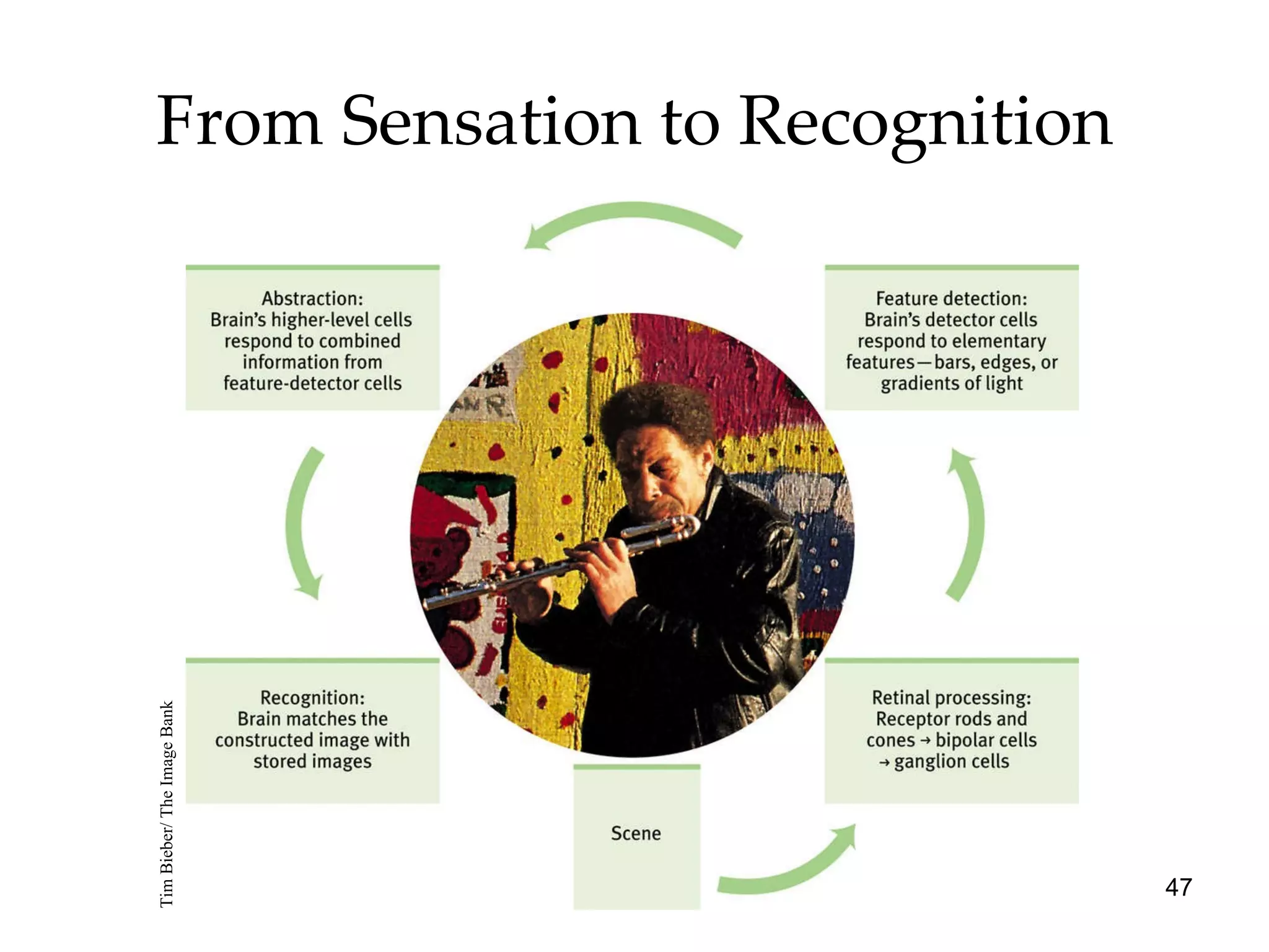 From Sensation to Recognition Tim Bieber/ The Image Bank 