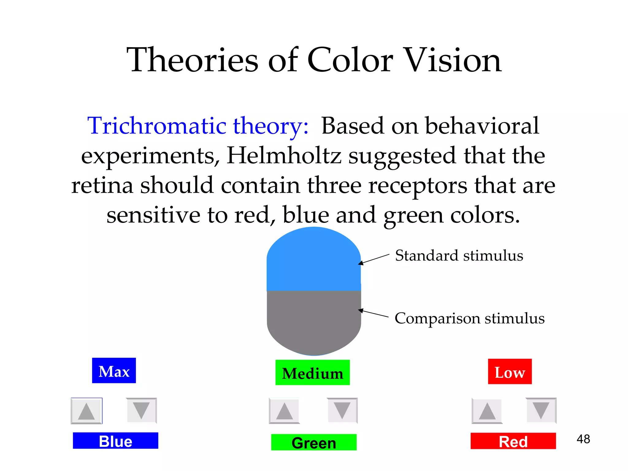 Theories of Color Vision Trichromatic theory:  Based on behavioral experiments, Helmholtz suggested that the retina should contain three receptors that are sensitive to red, blue and green colors. Blue Green Red Medium Low Max Standard stimulus Comparison stimulus 