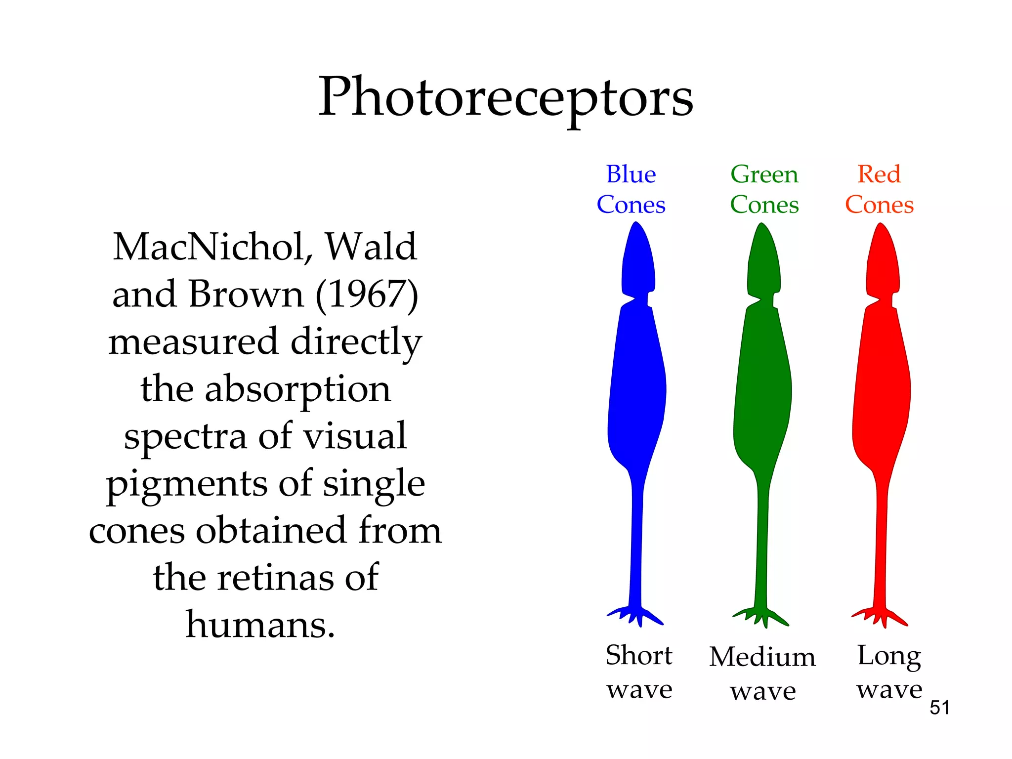 Photoreceptors Red Cones Green Cones Long wave Medium wave Short wave MacNichol, Wald and Brown (1967) measured directly the absorption spectra of visual pigments of single cones obtained from the retinas of humans.  Blue Cones 