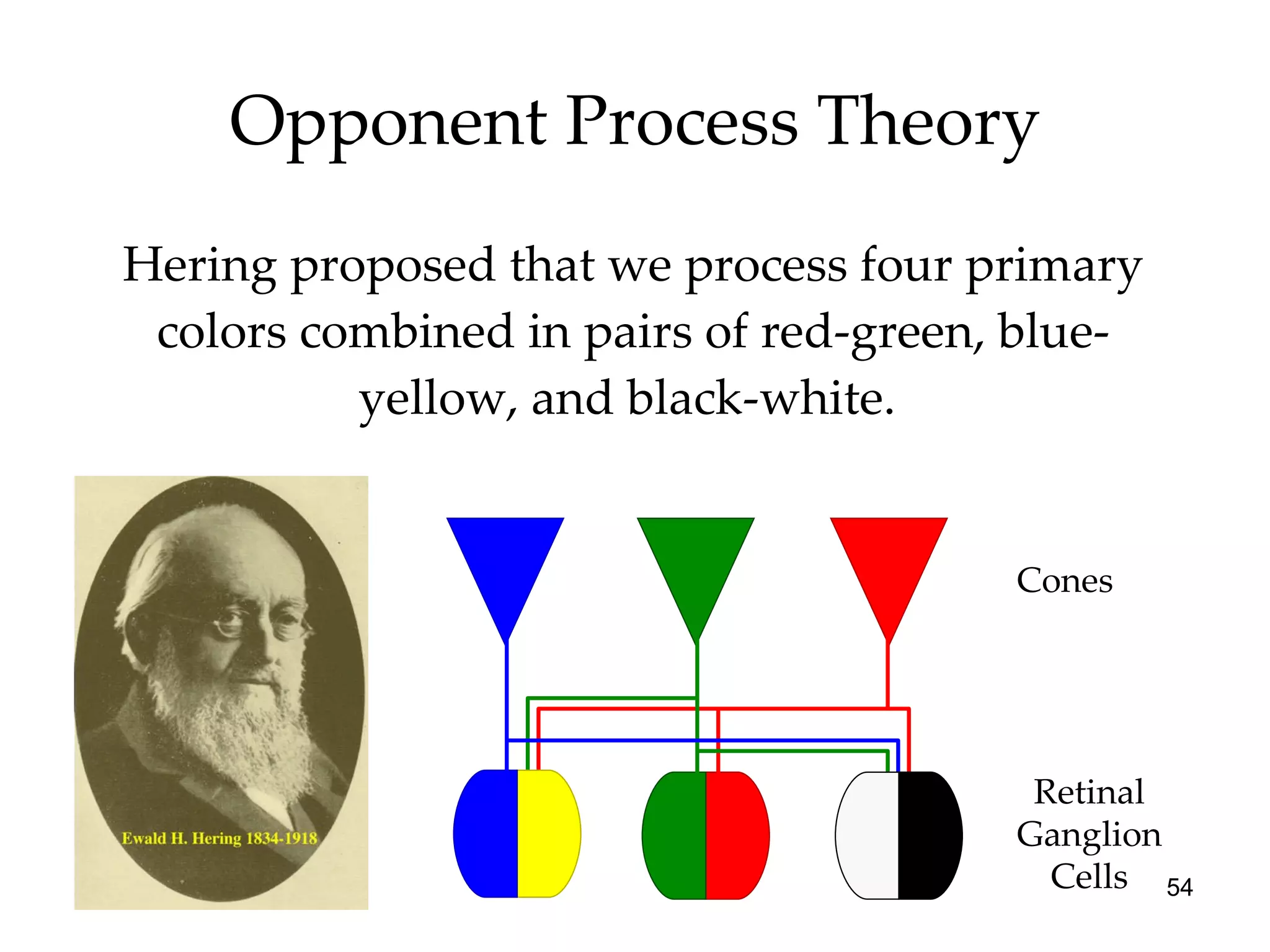 Opponent Process Theory Hering proposed that we process four primary colors combined in pairs of red-green, blue-yellow, and black-white.  Cones Retinal Ganglion Cells 