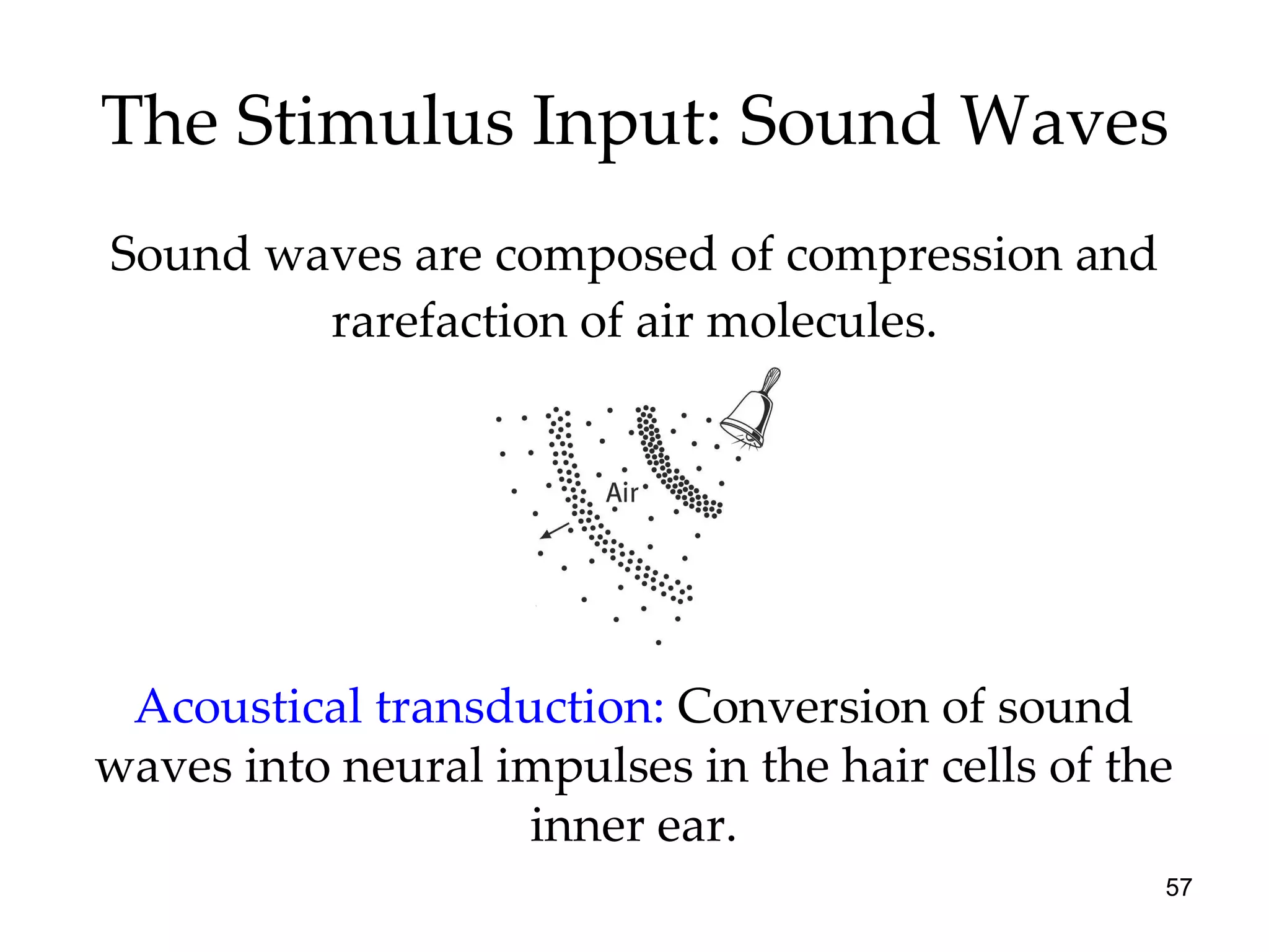 The Stimulus Input: Sound Waves Sound waves are composed of compression and rarefaction of air molecules. Acoustical transduction:  Conversion of sound waves into neural impulses in the hair cells of the inner ear. 