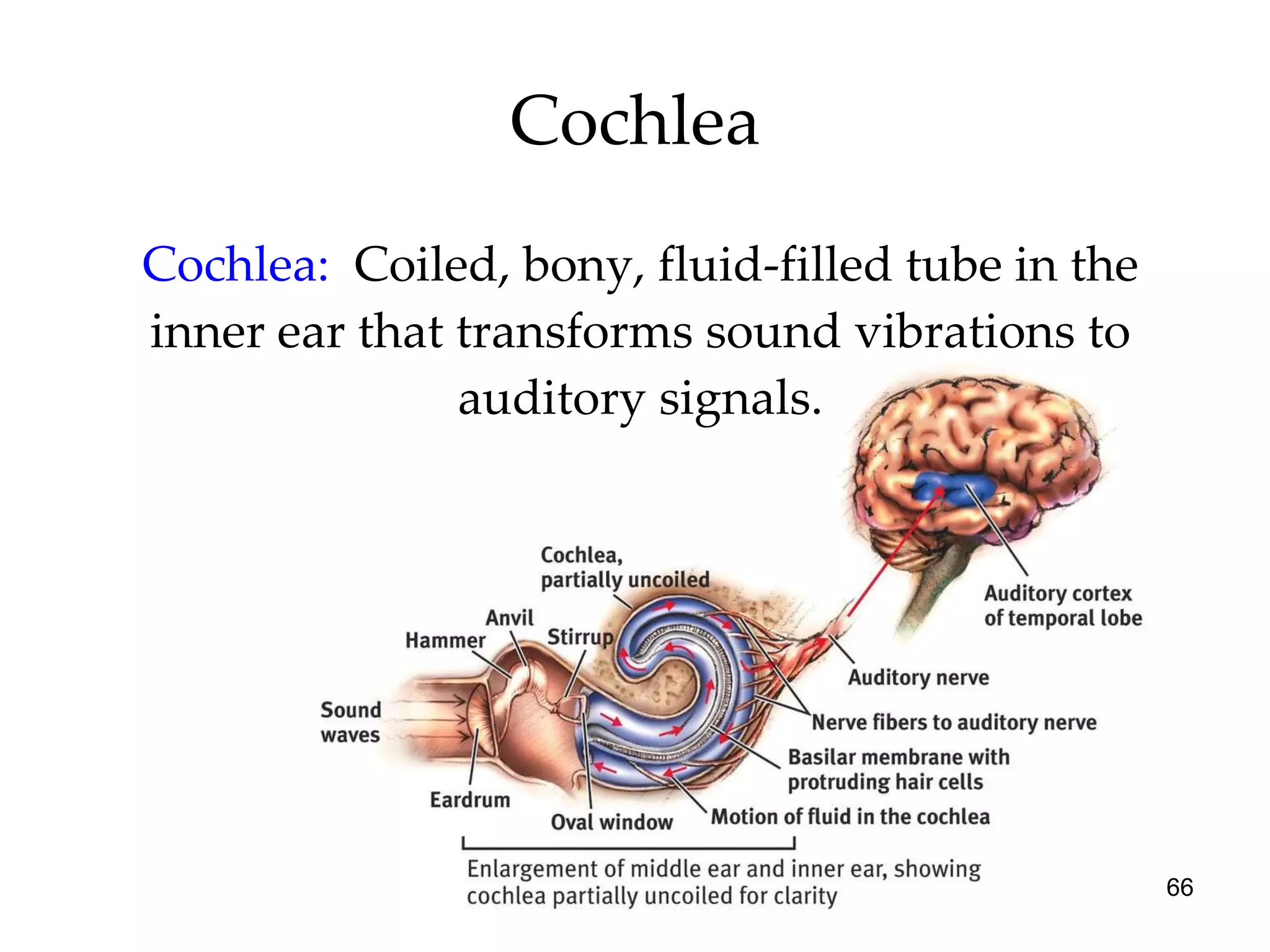 Cochlea Cochlea:   Coiled, bony, fluid-filled tube in the inner ear that transforms sound vibrations to auditory signals. 