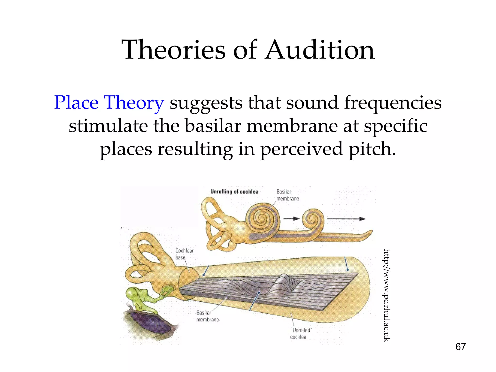 Theories of Audition Place Theory   suggests that sound frequencies stimulate the basilar membrane at specific places resulting in perceived pitch. http://www.pc.rhul.ac.uk 