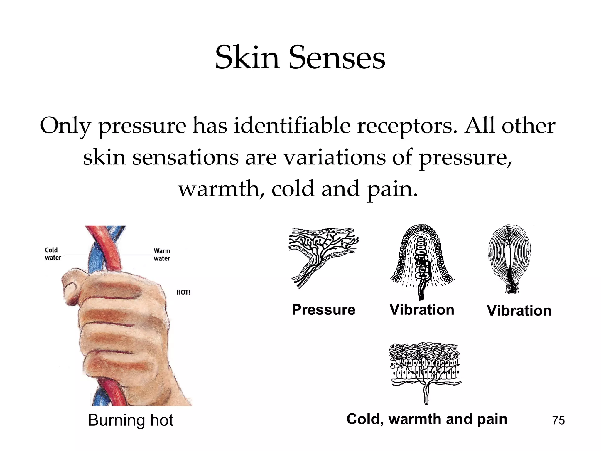 Skin Senses Only pressure has identifiable receptors. All other skin sensations are variations of pressure, warmth, cold and pain. Burning hot Pressure Vibration Vibration Cold, warmth and pain 