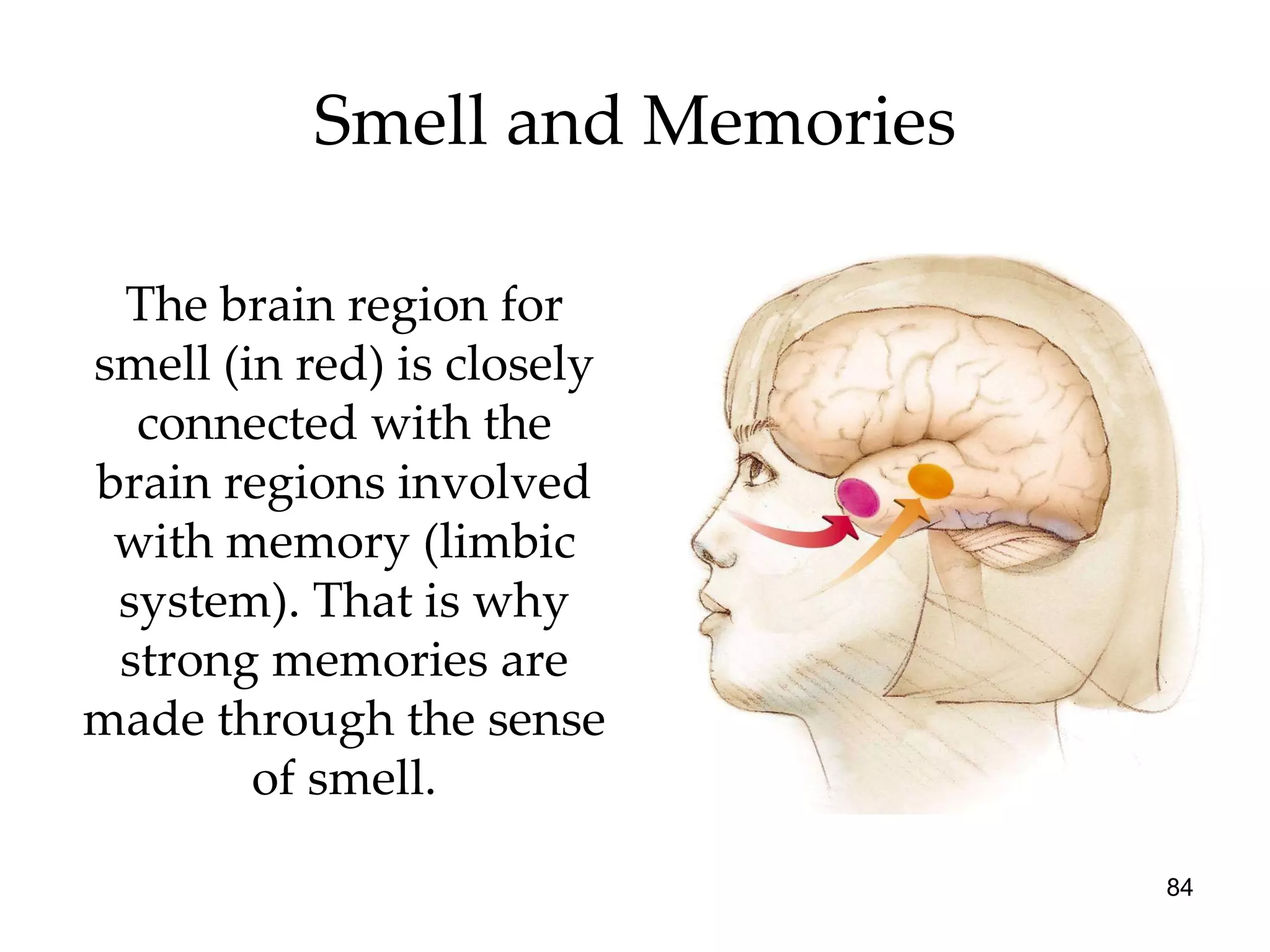 Smell and Memories The brain region for smell (in red) is closely connected with the brain regions involved with memory (limbic system). That is why strong memories are made through the sense of smell. 