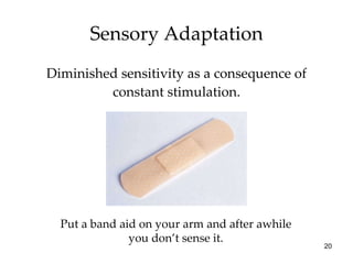Sensory Adaptation <ul><li>Diminished sensitivity as a consequence of constant stimulation. </li></ul>Put a band aid on yo...