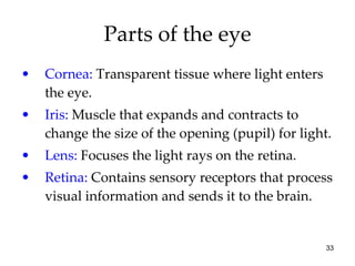 Parts of the eye <ul><li>Cornea:  Transparent tissue where light enters the eye. </li></ul><ul><li>Iris:  Muscle that expa...