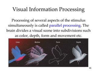 Visual Information Processing <ul><li>Processing of several aspects of the stimulus simultaneously is called  parallel pro...