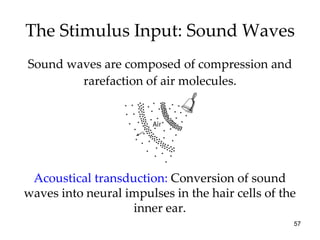 The Stimulus Input: Sound Waves <ul><li>Sound waves are composed of compression and rarefaction of air molecules. </li></u...