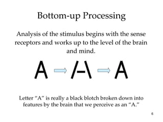 Bottom-up Processing <ul><li>Analysis of the stimulus begins with the sense receptors and works up to the level of the bra...
