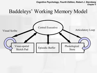 Baddeleys’ Working Memory Model Central Executive Visuo-spatial  Sketch Pad Episodic Buffer Phonological  Store Articulatory Loop Visual Scribe 