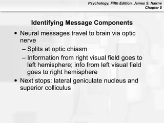 Identifying Message Components <ul><li>Neural messages travel to brain via optic nerve </li></ul><ul><ul><li>Splits at opt...