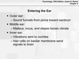 Entering the Ear <ul><li>Outer ear: </li></ul><ul><ul><li>Sound funnels from pinna toward eardrum </li></ul></ul><ul><li>M...