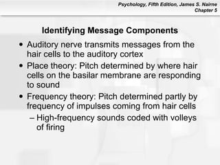 Identifying Message Components <ul><li>Auditory nerve transmits messages from the hair cells to the auditory cortex  </li>...