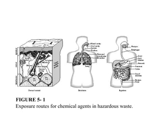 FIGURE 5- 1
Exposure routes for chemical agents in hazardous waste.
 