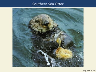Southern Sea Otter




                     Fig. 5-1a, p. 104
 