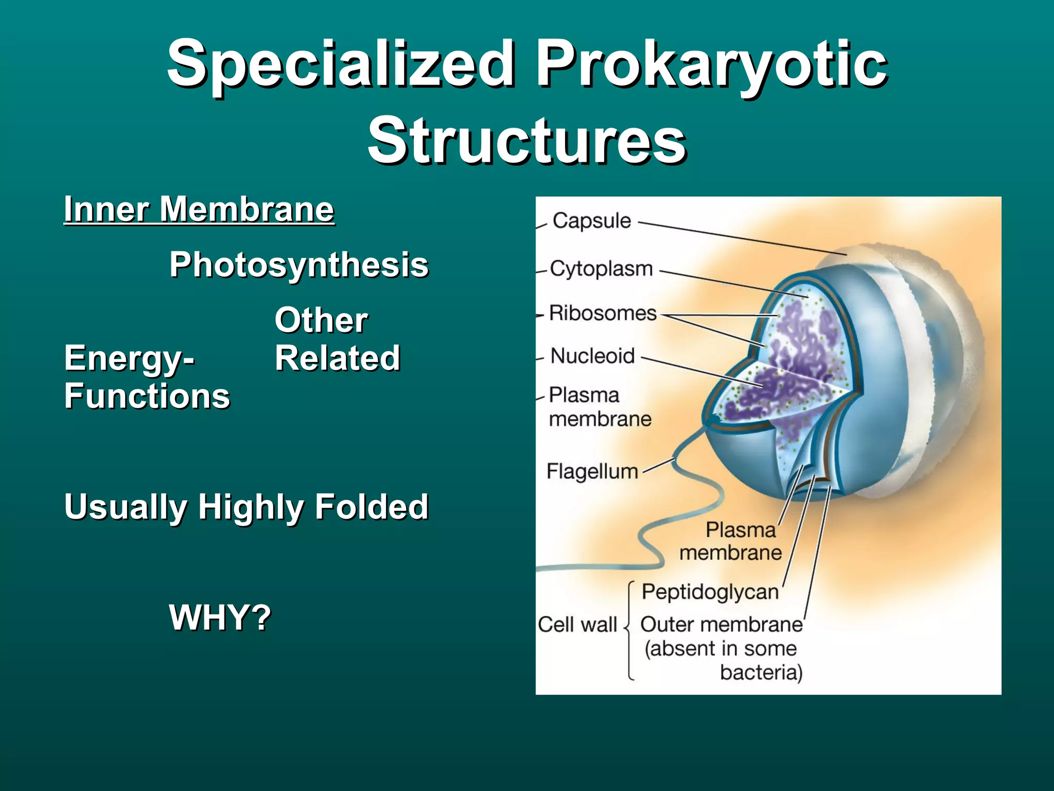 Specialized Prokaryotic
           Structures
Inner Membrane
      Photosynthesis
             Other
Energy-      Related
Functions


Usually Highly Folded


      WHY?
 