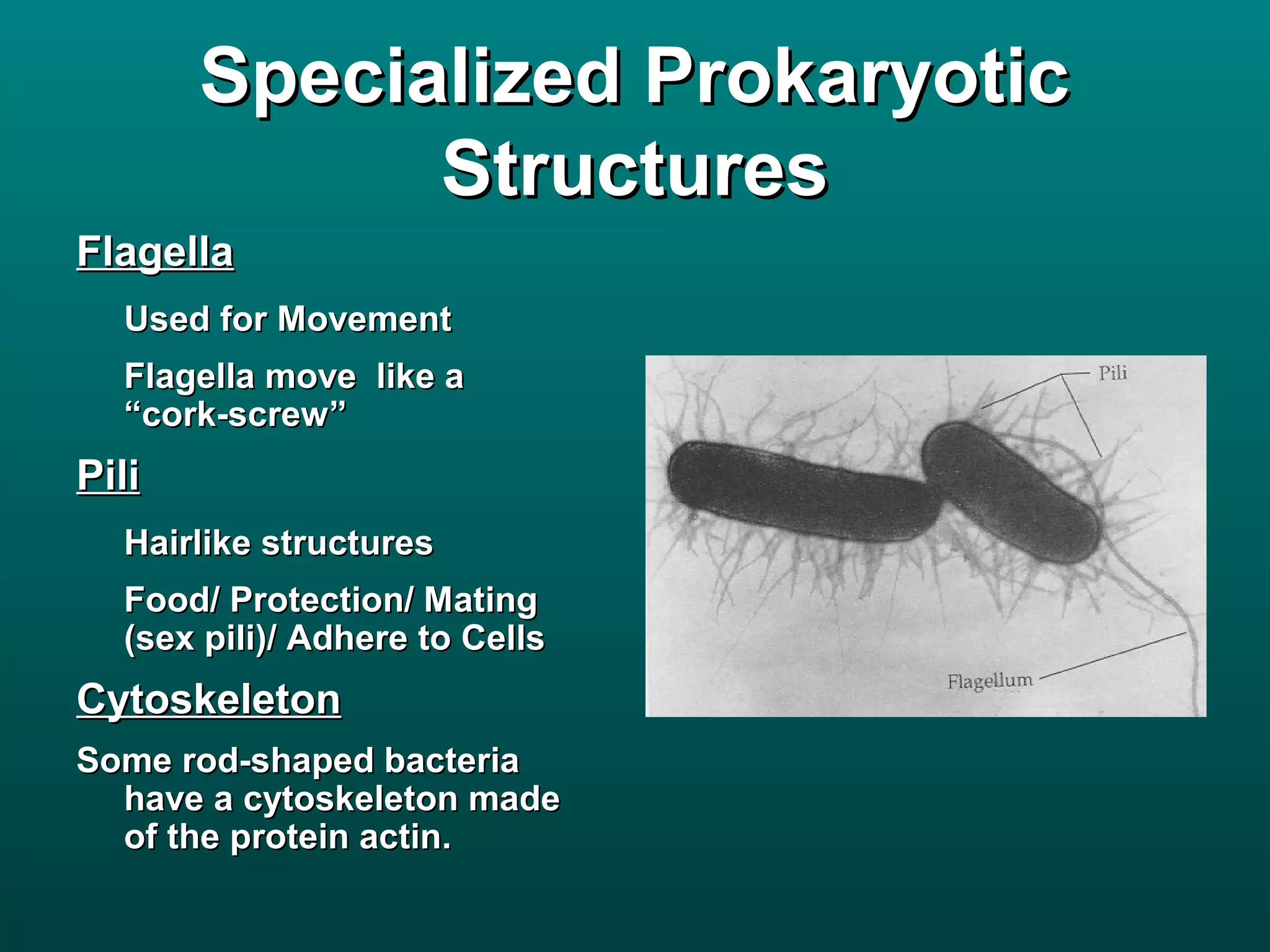 Specialized Prokaryotic
             Structures
Flagella
  Used for Movement
  Flagella move like a
  “cork-screw”
Pili
  Hairlike structures
  Food/ Protection/ Mating
  (sex pili)/ Adhere to Cells
Cytoskeleton
Some rod-shaped bacteria
  have a cytoskeleton made
  of the protein actin.
 