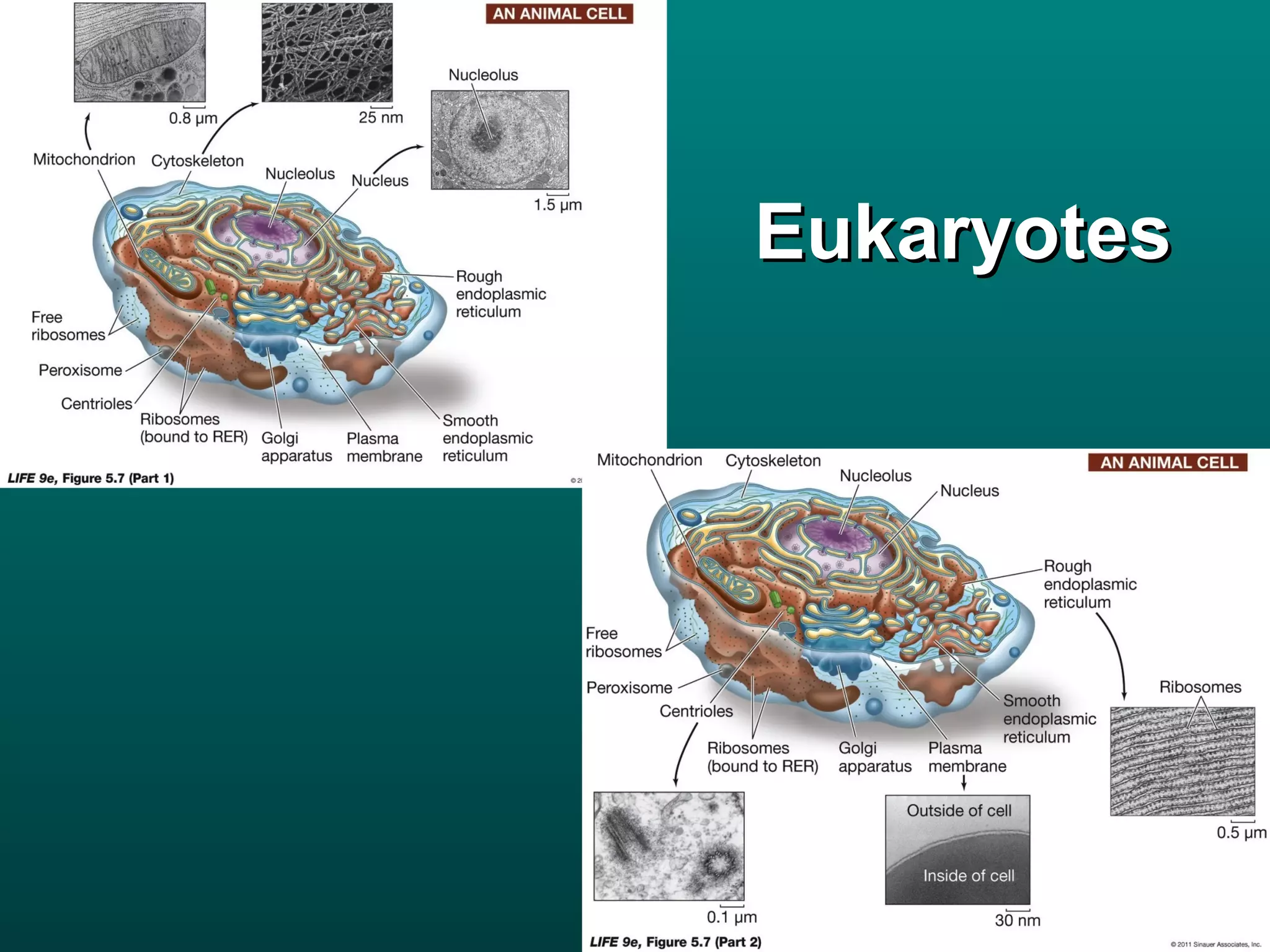 Eukaryotes
 