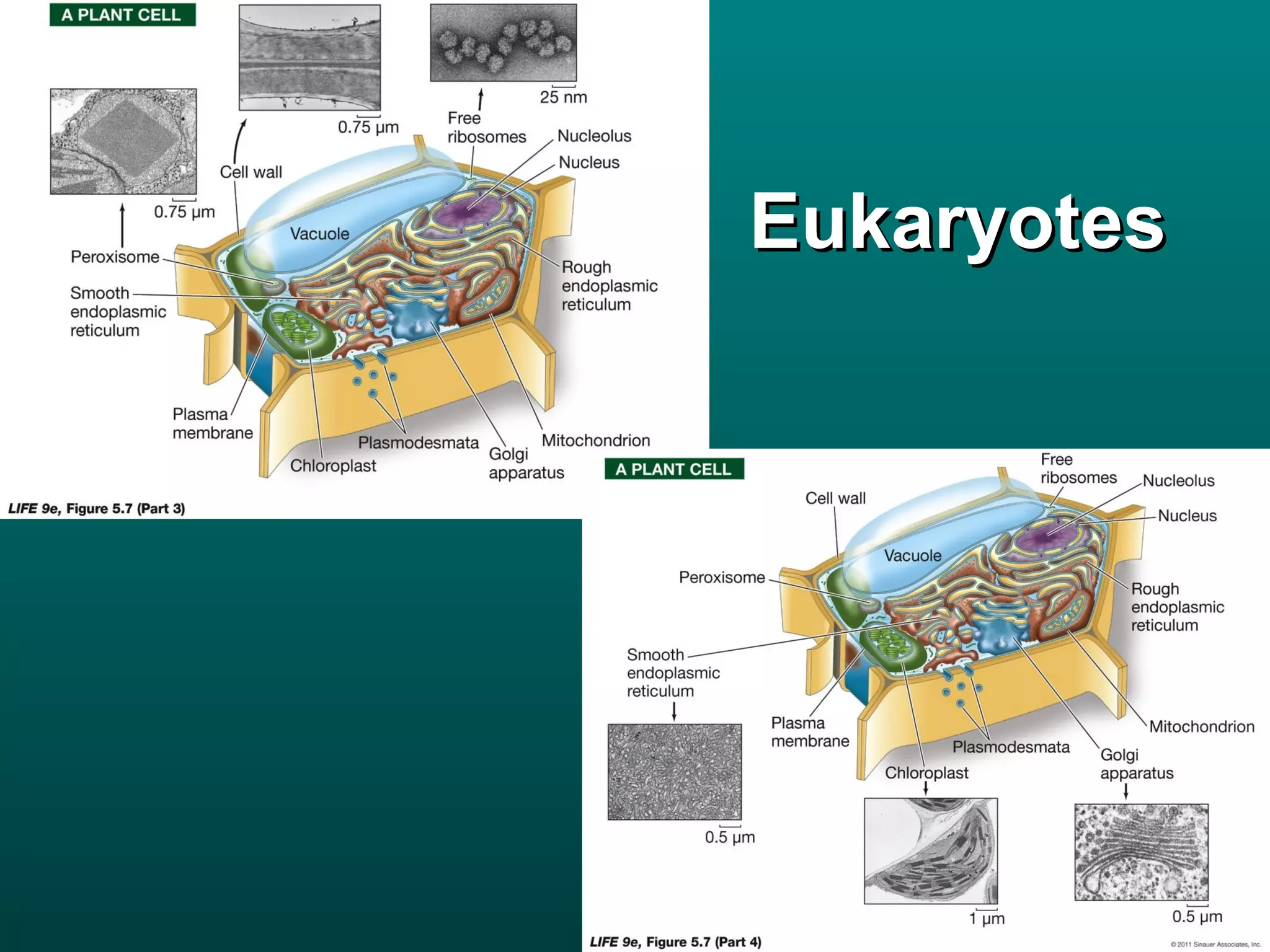 Eukaryotes
 