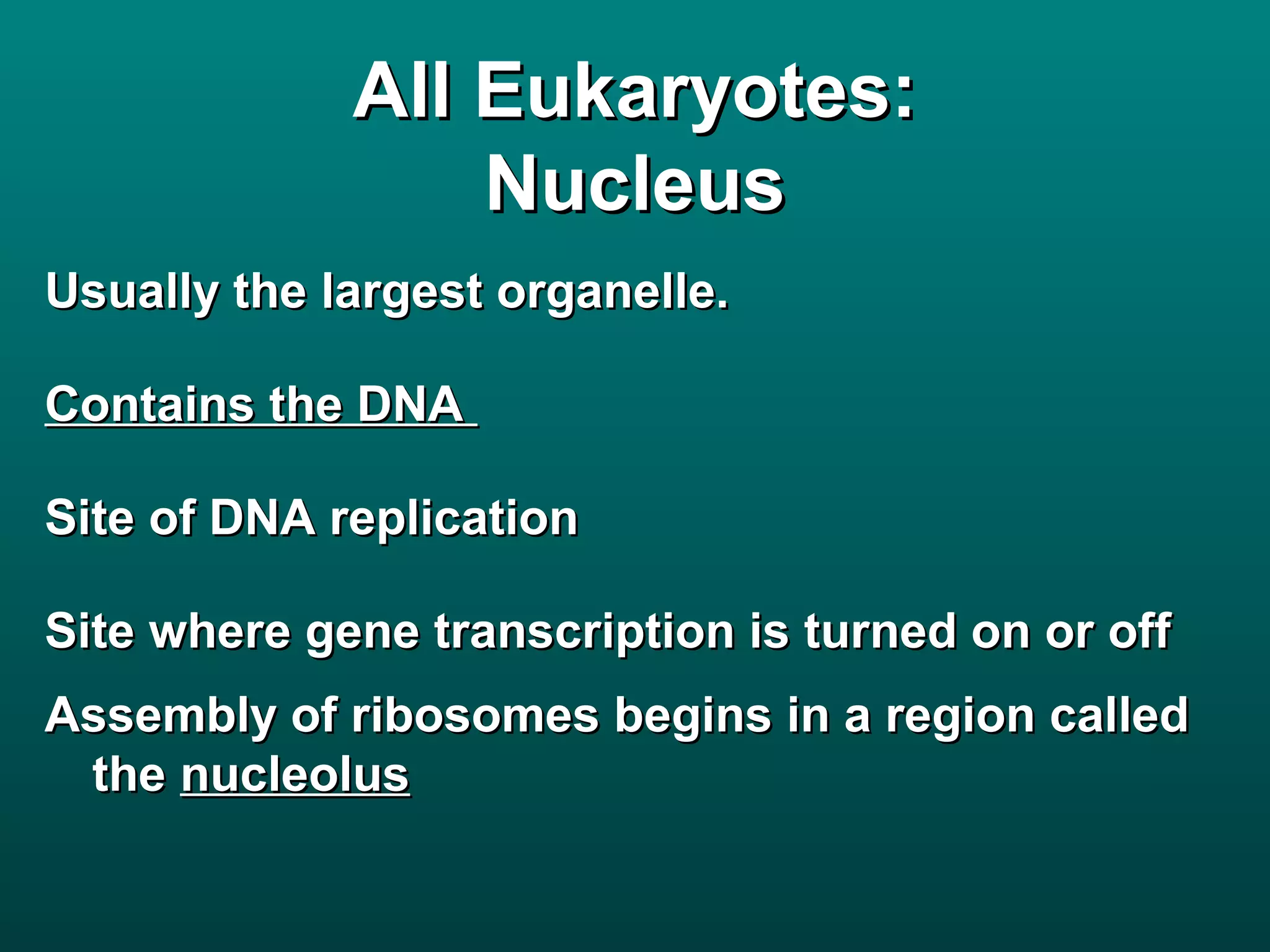 All Eukaryotes:
                 Nucleus
Usually the largest organelle.

Contains the DNA

Site of DNA replication

Site where gene transcription is turned on or off
Assembly of ribosomes begins in a region called
 the nucleolus
 