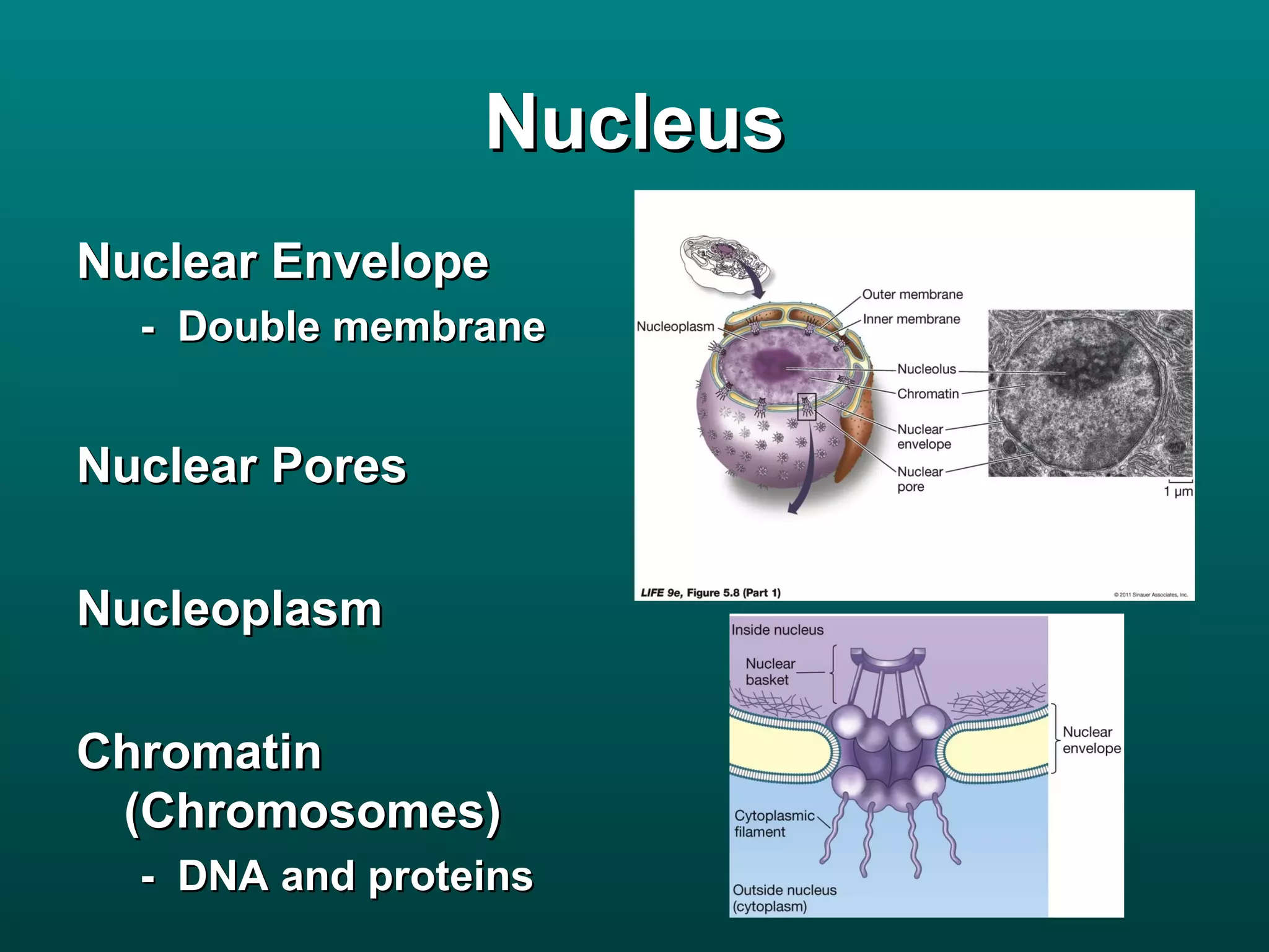 Nucleus
Nuclear Envelope
  - Double membrane


Nuclear Pores

Nucleoplasm

Chromatin
 (Chromosomes)
  - DNA and proteins
 