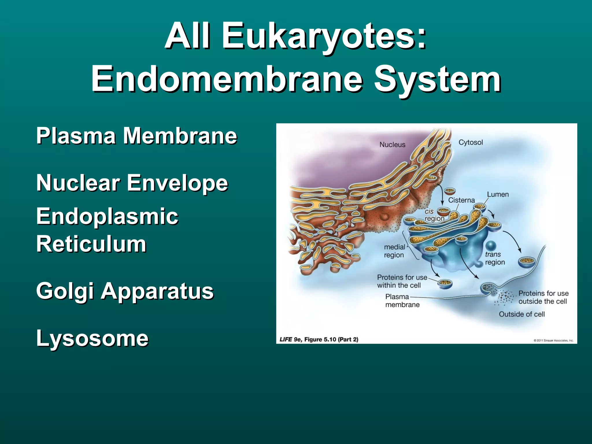 All Eukaryotes:
    Endomembrane System
Plasma Membrane

Nuclear Envelope
Endoplasmic
Reticulum

Golgi Apparatus

Lysosome
 