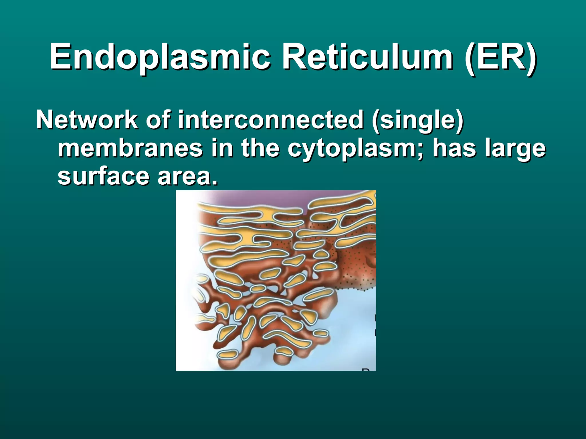 Endoplasmic Reticulum (ER)
Network of interconnected (single)
 membranes in the cytoplasm; has large
 surface area.
 
