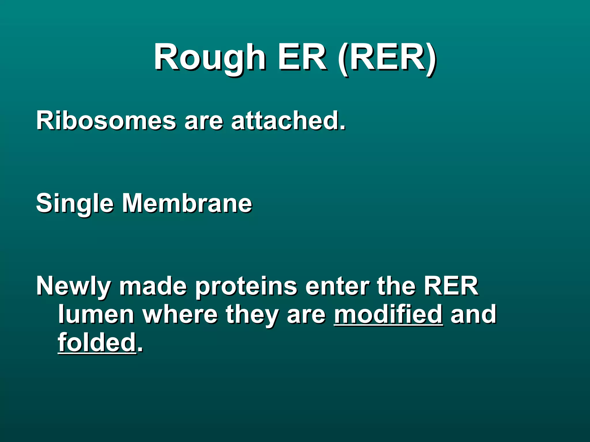 Rough ER (RER)
Ribosomes are attached.


Single Membrane


Newly made proteins enter the RER
 lumen where they are modified and
 folded.
 