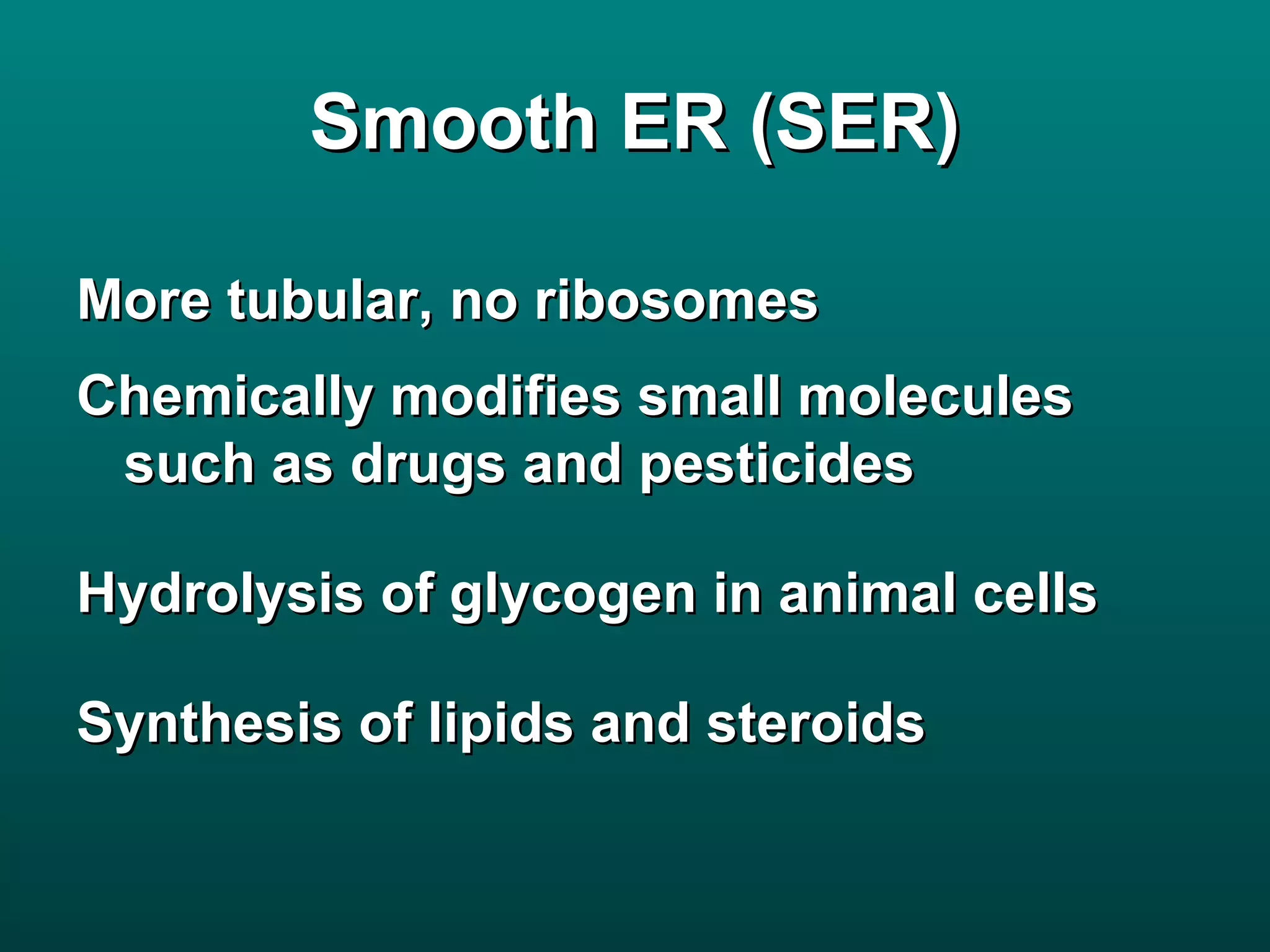 Smooth ER (SER)

More tubular, no ribosomes
Chemically modifies small molecules
 such as drugs and pesticides

Hydrolysis of glycogen in animal cells

Synthesis of lipids and steroids
 
