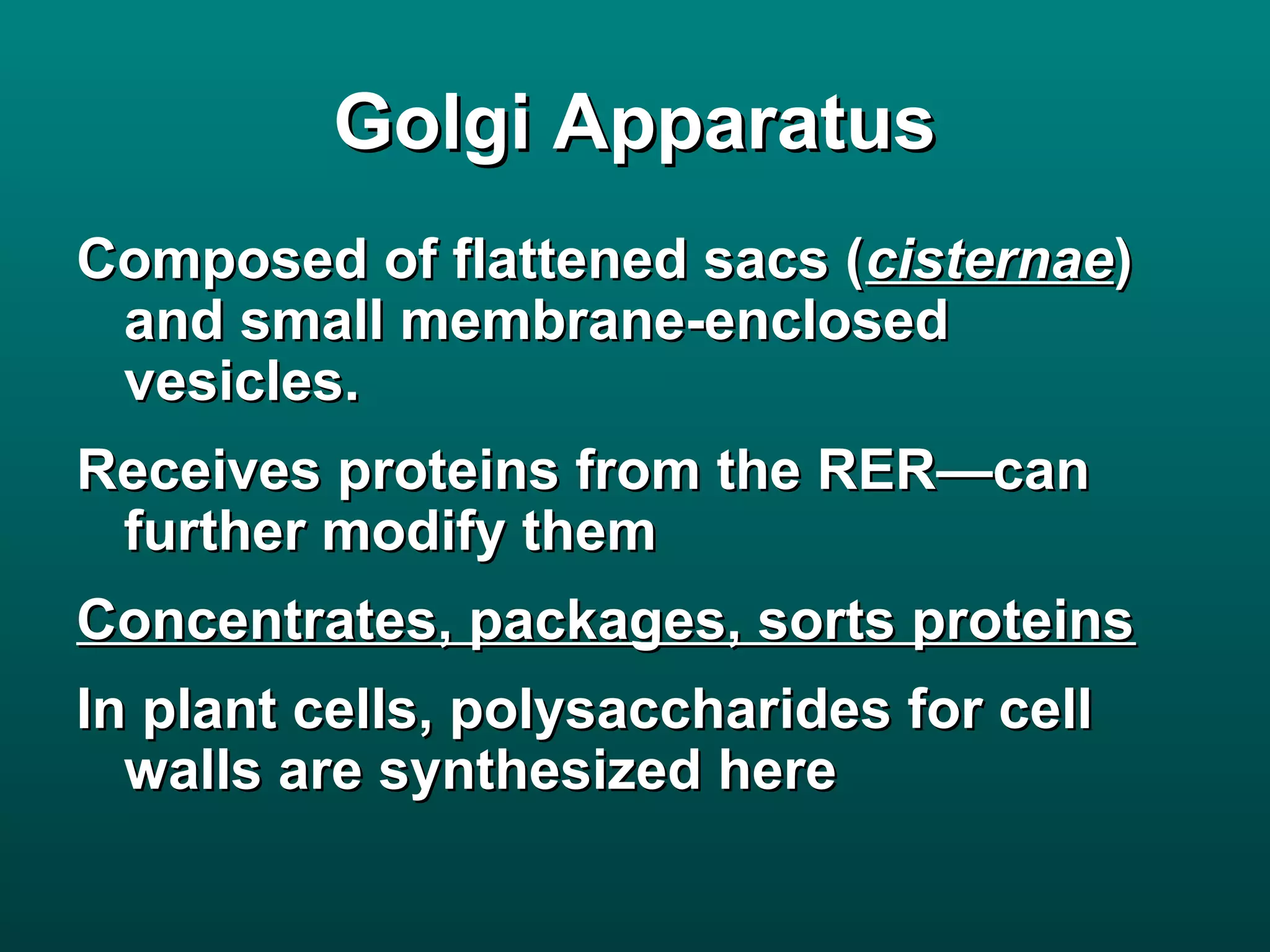 Golgi Apparatus
Composed of flattened sacs (cisternae)
 and small membrane-enclosed
 vesicles.
Receives proteins from the RER—can
 further modify them
Concentrates, packages, sorts proteins
In plant cells, polysaccharides for cell
  walls are synthesized here
 