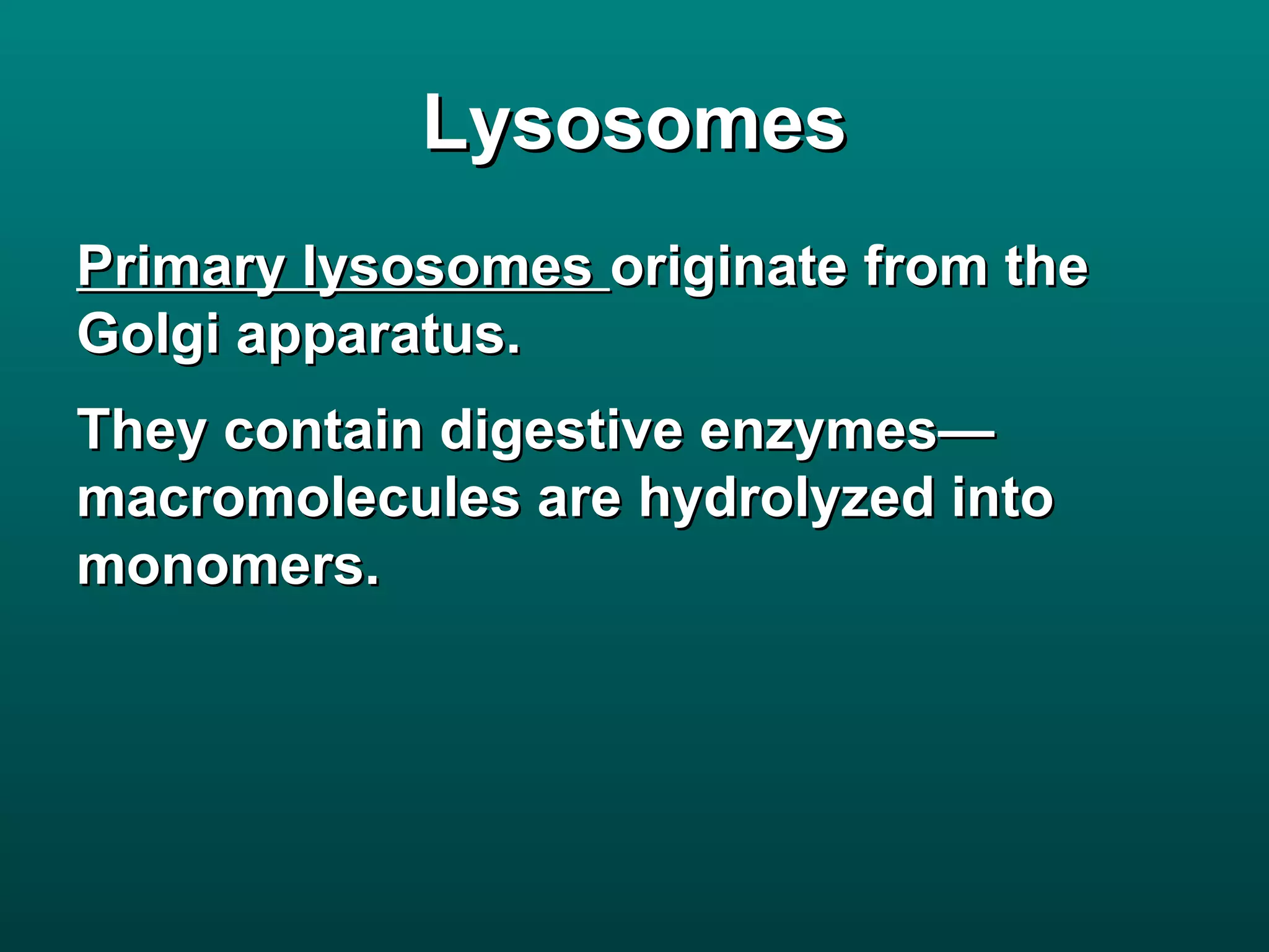 Lysosomes
Primary lysosomes originate from the
Golgi apparatus.
They contain digestive enzymes—
macromolecules are hydrolyzed into
monomers.
 