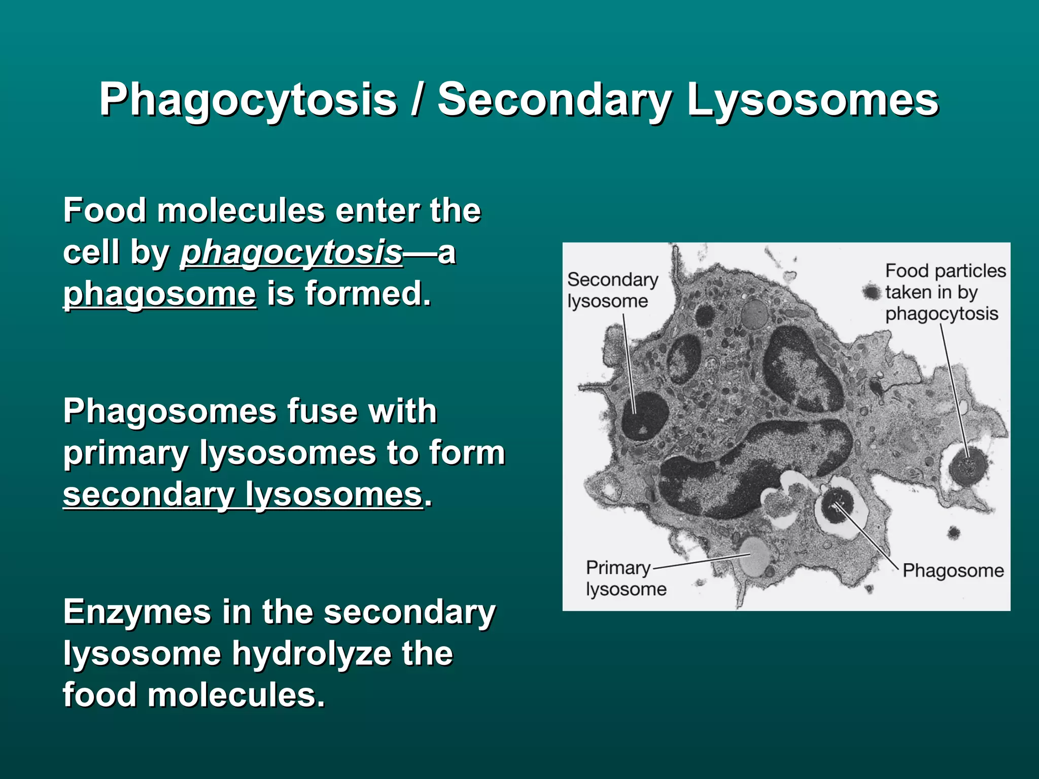 Phagocytosis / Secondary Lysosomes

Food molecules enter the
cell by phagocytosis—a
phagosome is formed.


Phagosomes fuse with
primary lysosomes to form
secondary lysosomes.


Enzymes in the secondary
lysosome hydrolyze the
food molecules.
 