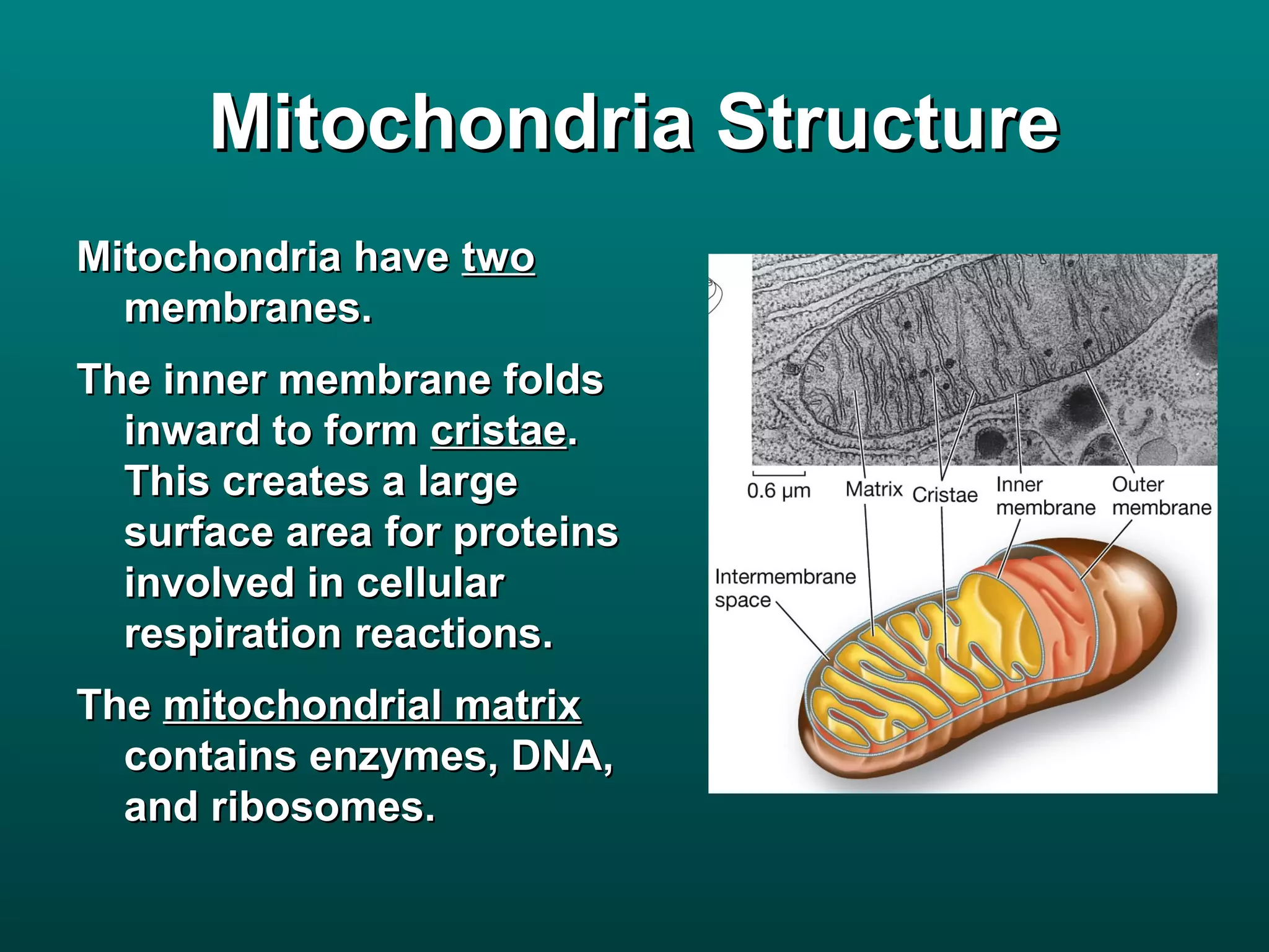 Mitochondria Structure
Mitochondria have two
  membranes.
The inner membrane folds
  inward to form cristae.
  This creates a large
  surface area for proteins
  involved in cellular
  respiration reactions.
The mitochondrial matrix
  contains enzymes, DNA,
  and ribosomes.
 