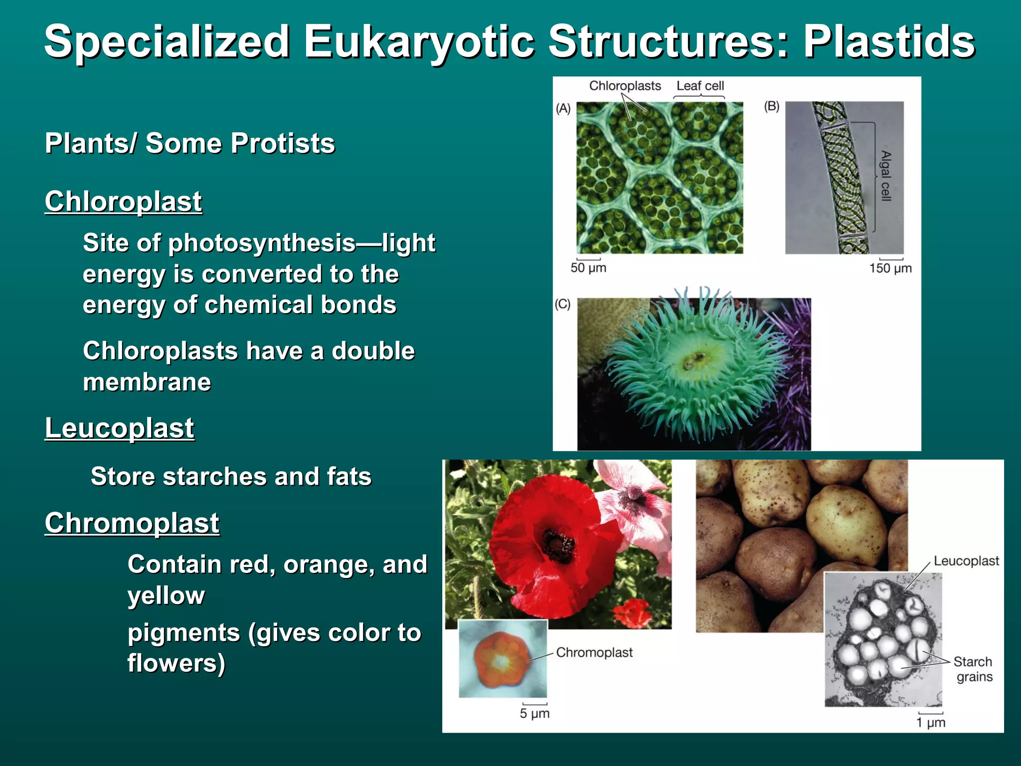 Specialized Eukaryotic Structures: Plastids

Plants/ Some Protists

Chloroplast
  Site of photosynthesis—light
  energy is converted to the
  energy of chemical bonds
  Chloroplasts have a double
  membrane
Leucoplast
   Store starches and fats
Chromoplast
     Contain red, orange, and
     yellow
     pigments (gives color to
     flowers)
 