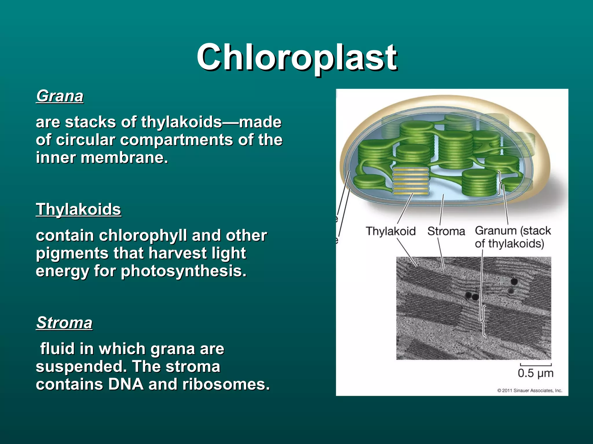 Chloroplast
Grana
are stacks of thylakoids—made
of circular compartments of the
inner membrane.


Thylakoids
contain chlorophyll and other
pigments that harvest light
energy for photosynthesis.


Stroma
fluid in which grana are
suspended. The stroma
contains DNA and ribosomes.
 