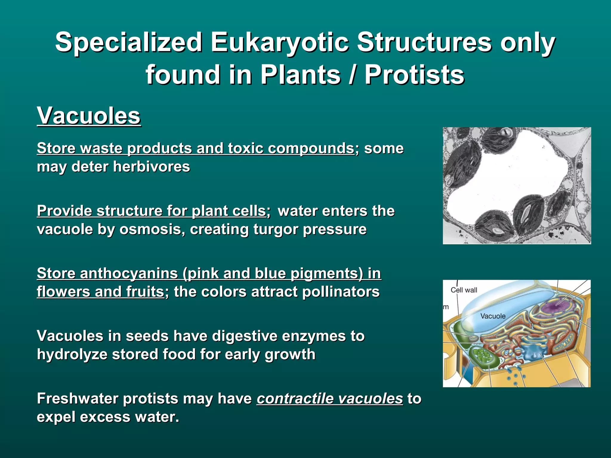 Specialized Eukaryotic Structures only
        found in Plants / Protists
Vacuoles
Store waste products and toxic compounds; some
may deter herbivores

Provide structure for plant cells; water enters the
vacuole by osmosis, creating turgor pressure

Store anthocyanins (pink and blue pigments) in
flowers and fruits; the colors attract pollinators

Vacuoles in seeds have digestive enzymes to
hydrolyze stored food for early growth

Freshwater protists may have contractile vacuoles to
expel excess water.
 