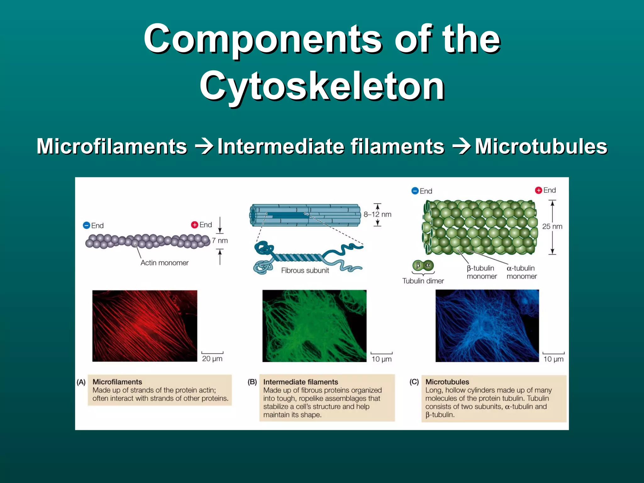 Components of the
            Cytoskeleton
Microfilaments  Intermediate filaments  Microtubules
 