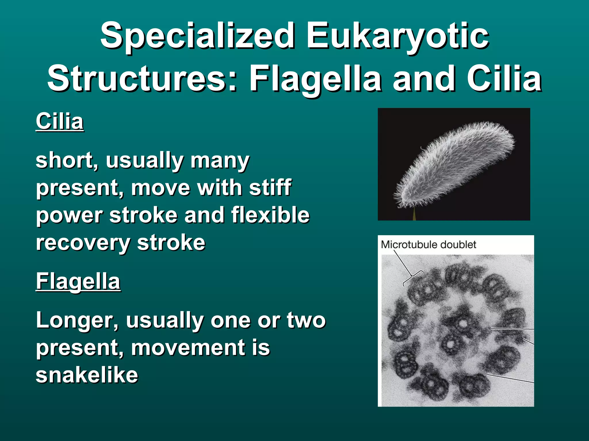Specialized Eukaryotic
 Structures: Flagella and Cilia
Cilia
short, usually many
present, move with stiff
power stroke and flexible
recovery stroke
Flagella
Longer, usually one or two
present, movement is
snakelike
 