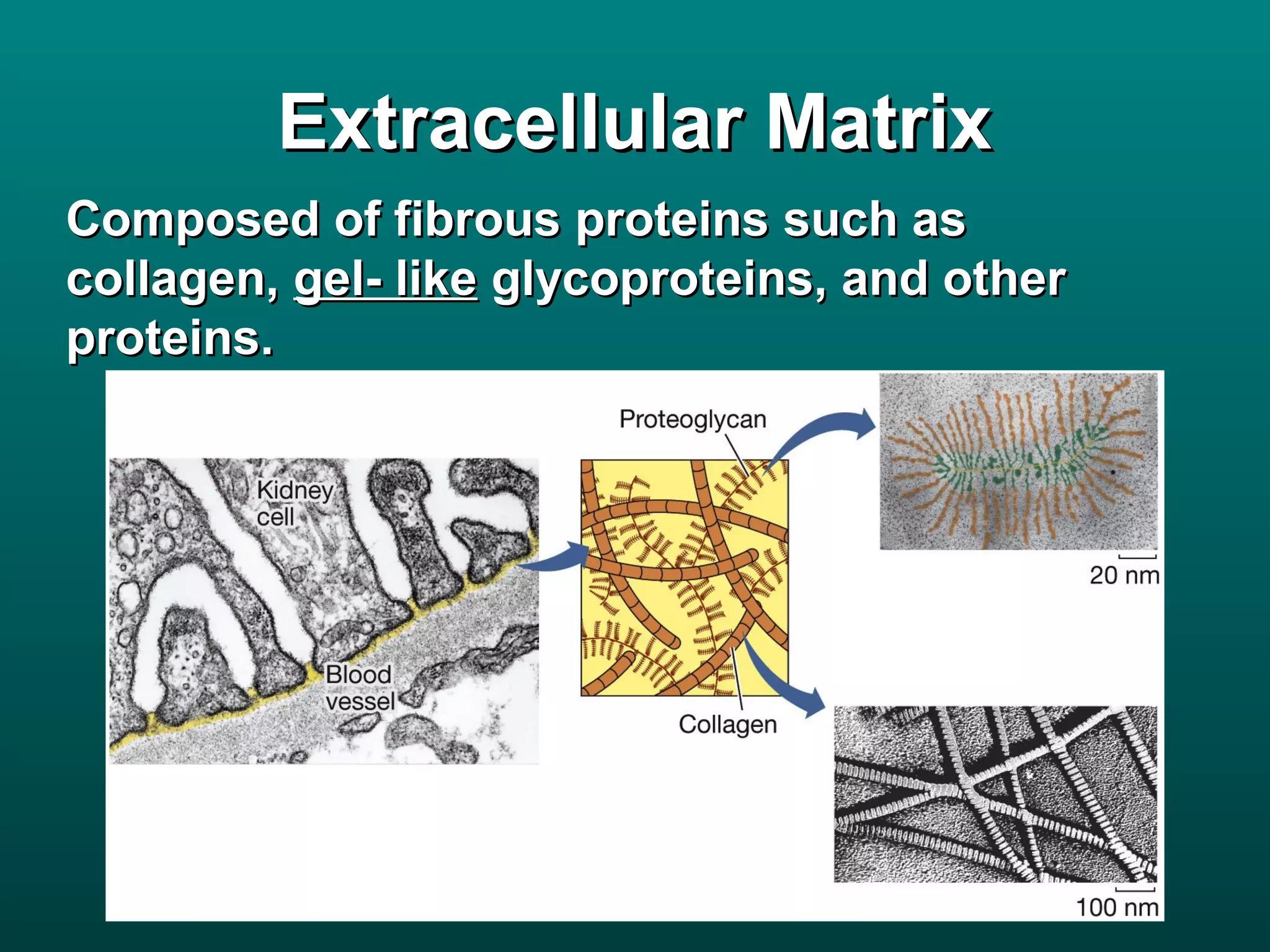Extracellular Matrix
Composed of fibrous proteins such as
collagen, gel- like glycoproteins, and other
proteins.
 