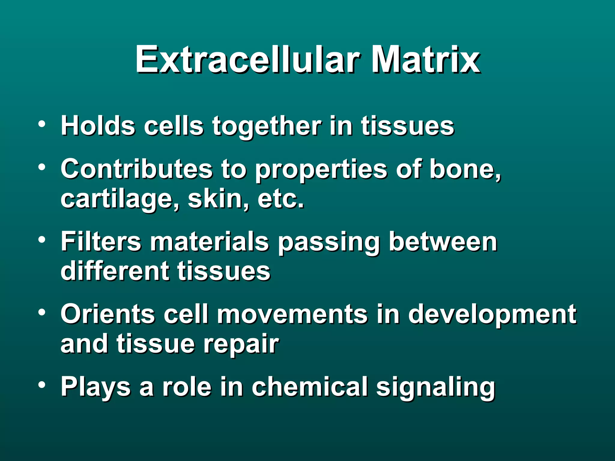 Extracellular Matrix
• Holds cells together in tissues
• Contributes to properties of bone,
  cartilage, skin, etc.
• Filters materials passing between
  different tissues
• Orients cell movements in development
  and tissue repair
• Plays a role in chemical signaling
 