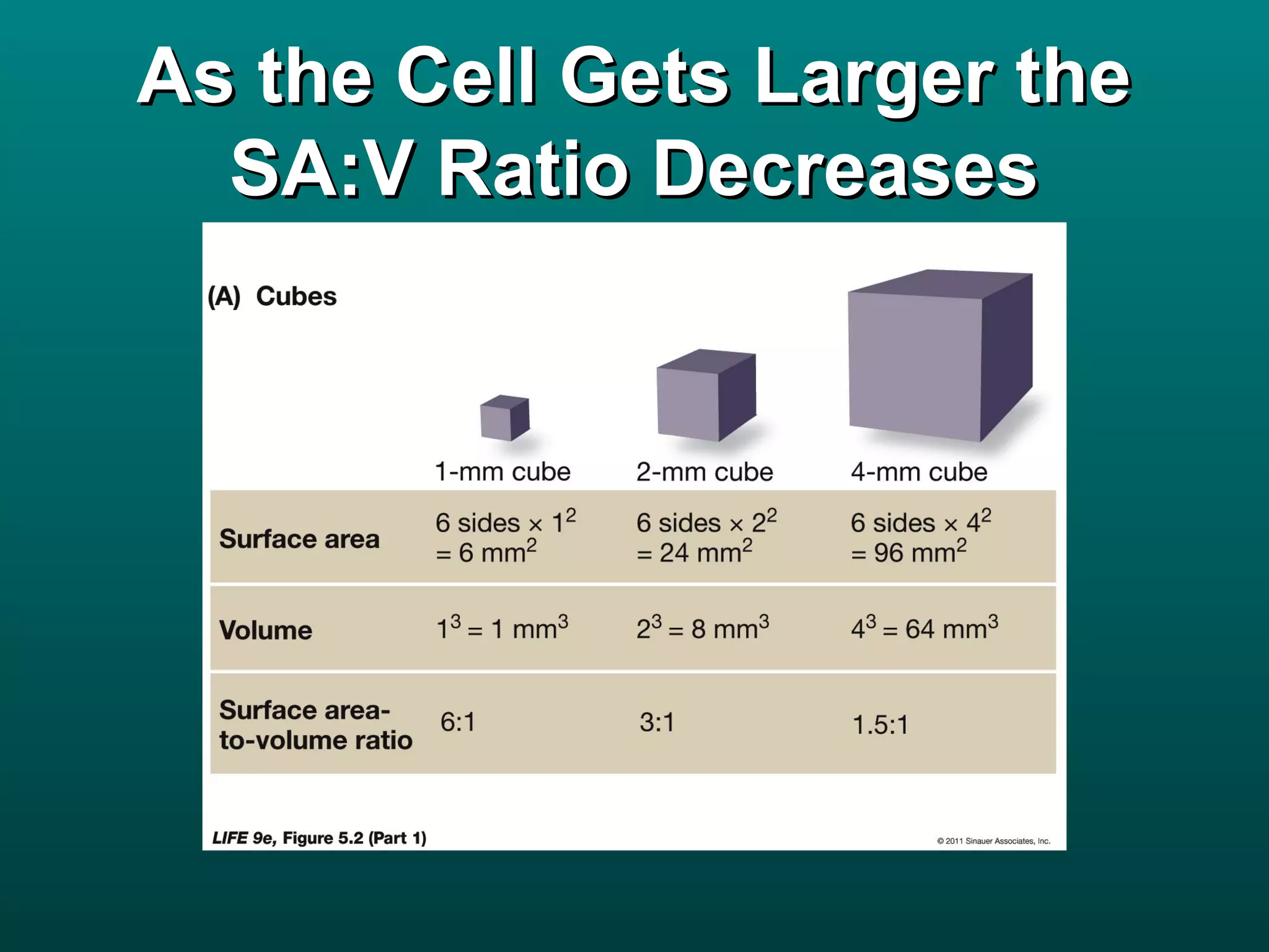 As the Cell Gets Larger the
  SA:V Ratio Decreases
 