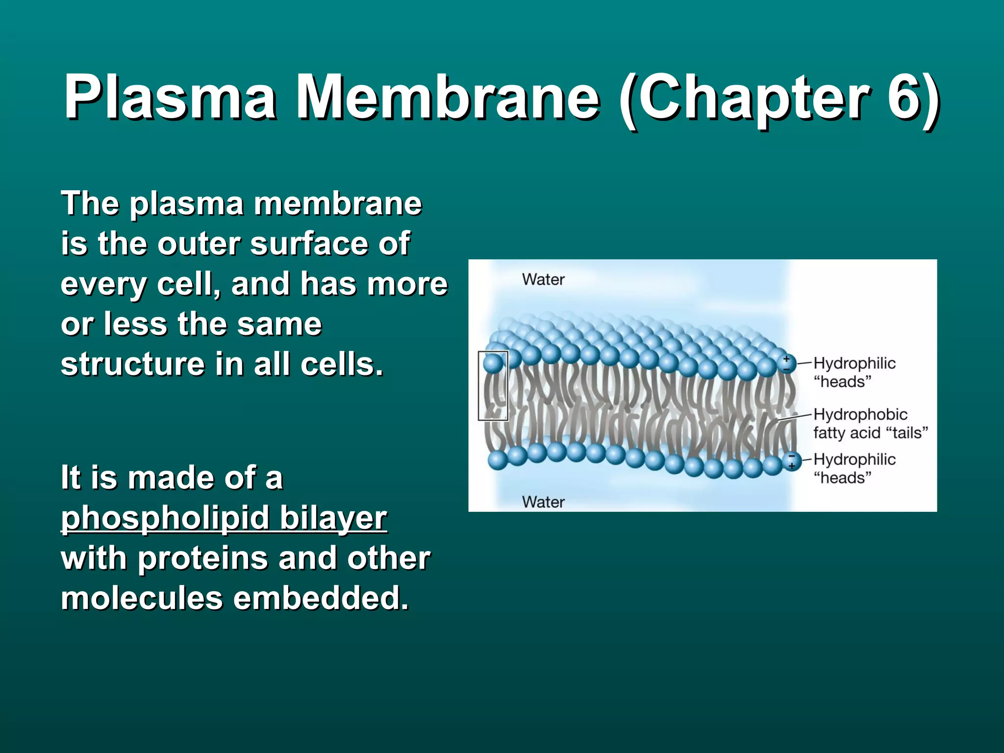 Plasma Membrane (Chapter 6)
The plasma membrane
is the outer surface of
every cell, and has more
or less the same
structure in all cells.


It is made of a
phospholipid bilayer
with proteins and other
molecules embedded.
 
