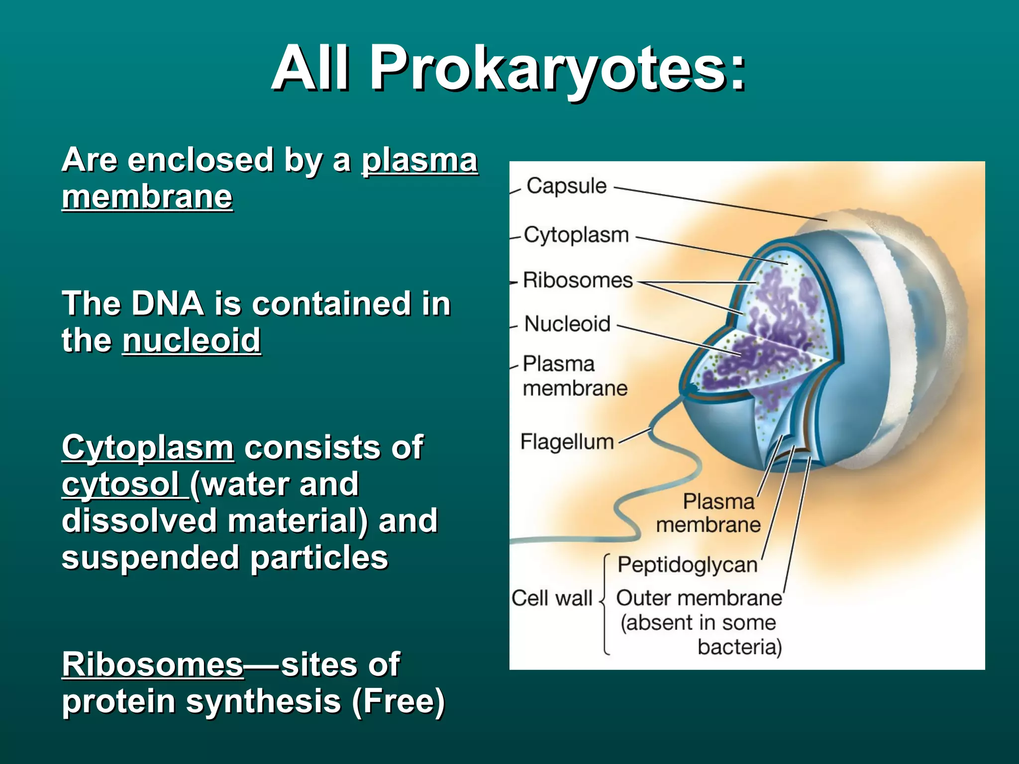 All Prokaryotes:
Are enclosed by a plasma
membrane


The DNA is contained in
the nucleoid


Cytoplasm consists of
cytosol (water and
dissolved material) and
suspended particles


Ribosomes— sites of
protein synthesis (Free)
 
