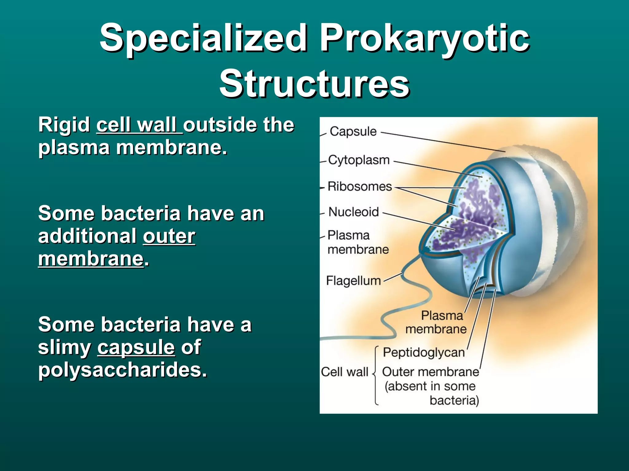 Specialized Prokaryotic
            Structures
Rigid cell wall outside the
plasma membrane.


Some bacteria have an
additional outer
membrane.


Some bacteria have a
slimy capsule of
polysaccharides.
 