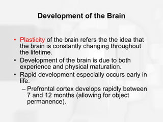 Development Involves Plasticity Chapter5 | PPT