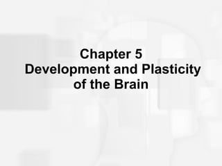 Chapter 5  Development and Plasticity of the Brain 
