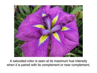 A saturated color is seen at its maximum hue intensity
when it is paired with its complement or near complement.
 