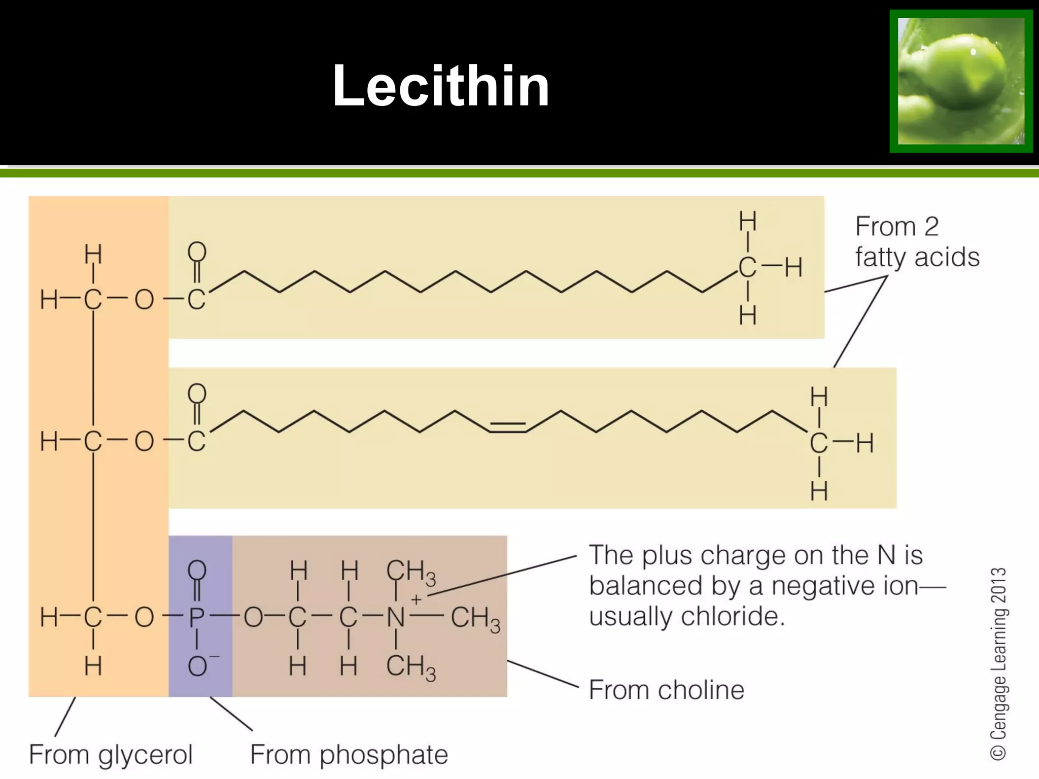 Lecithin
 