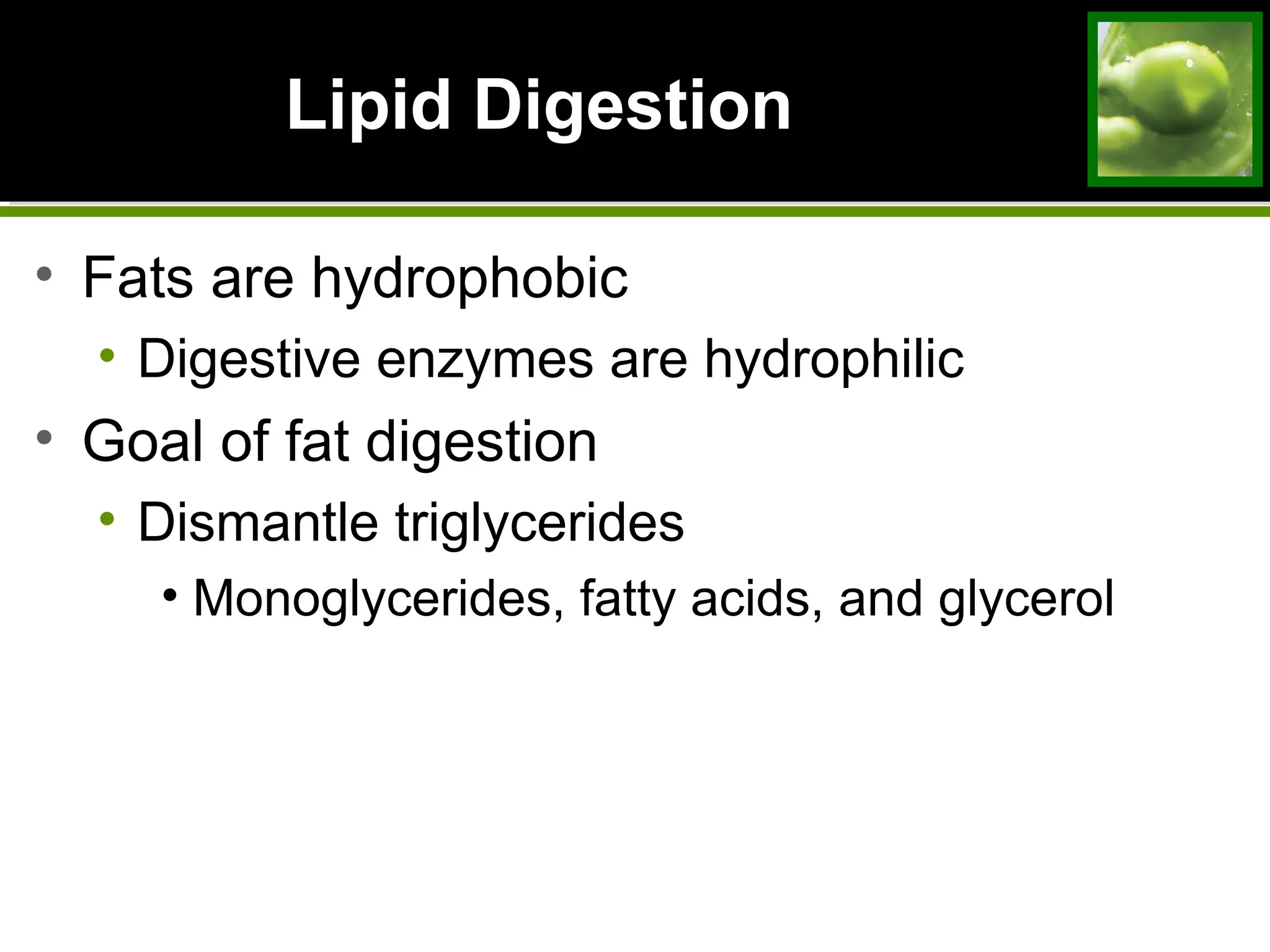 Lipid DigestionLipid Digestion
• Fats are hydrophobic
• Digestive enzymes are hydrophilic
• Goal of fat digestion
• Dismantle triglycerides
• Monoglycerides, fatty acids, and glycerol
 